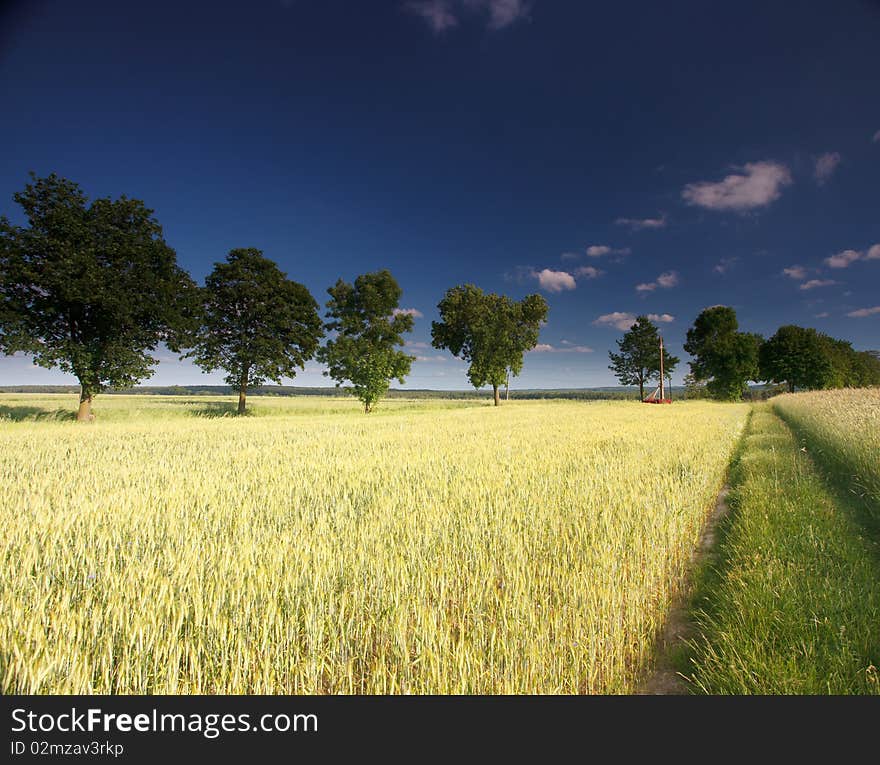 Clouds and grass