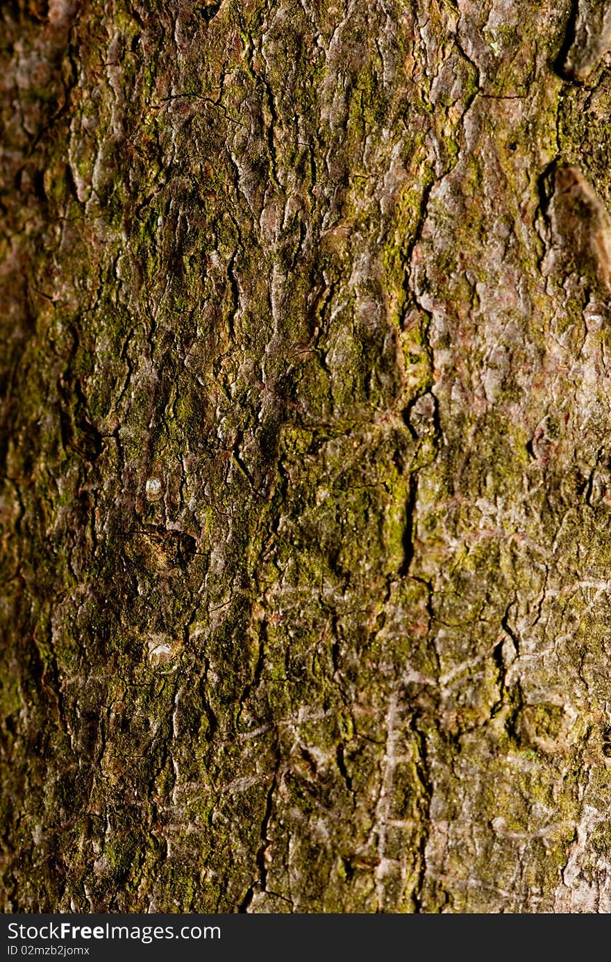 Tree Bark Closeup