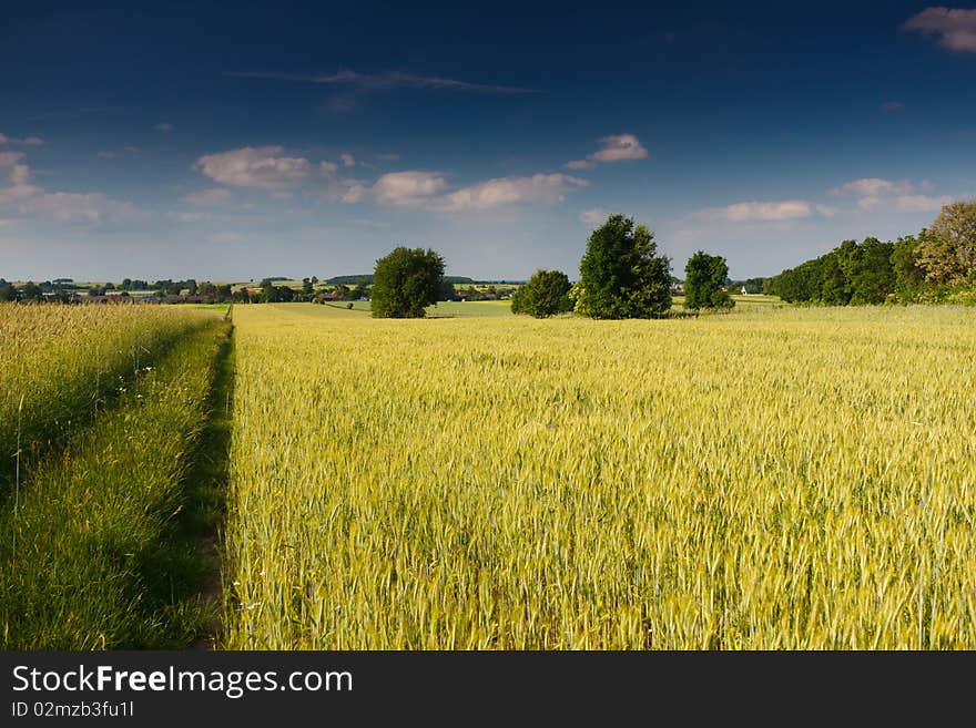 Clouds And Grass