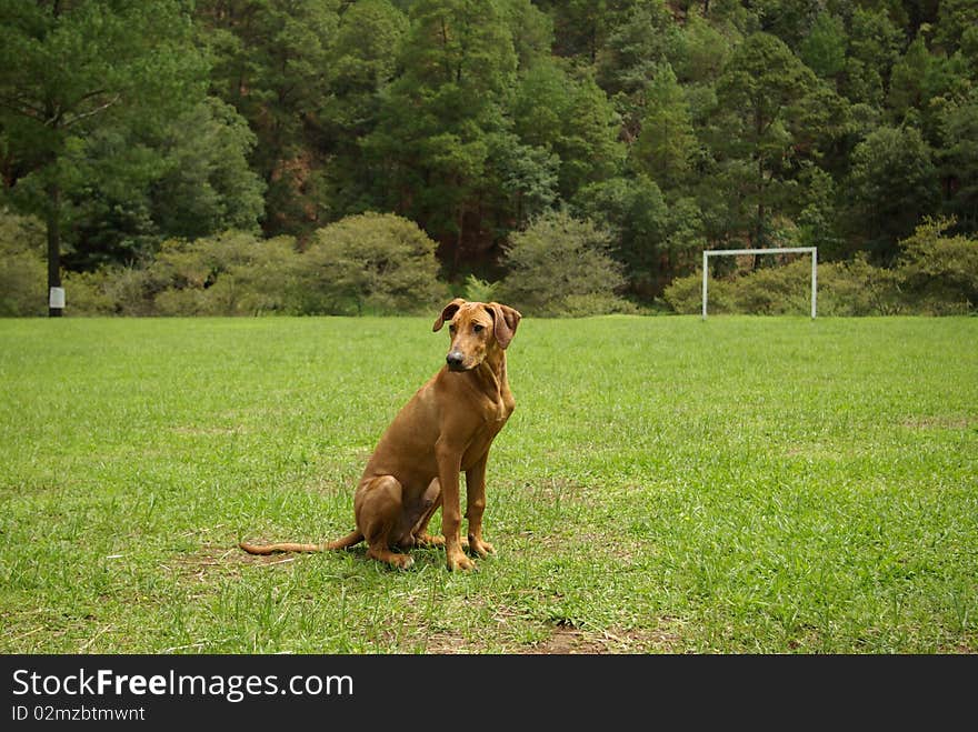 Young rhodesian ridgeback at rest in park