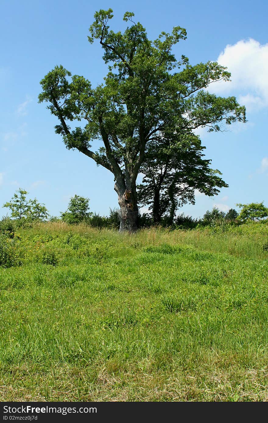 The Devils tree