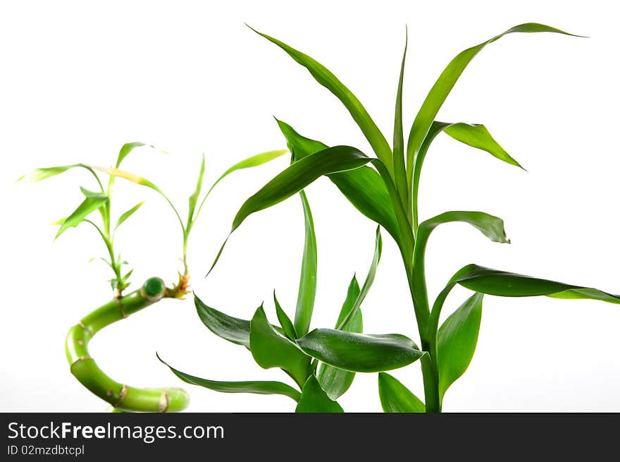 Isolated lucky bamboo on white background