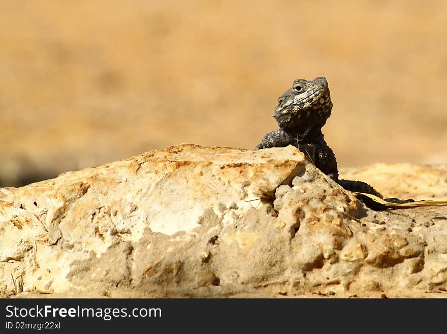 A starred agama lizard calculating its next move. A starred agama lizard calculating its next move.