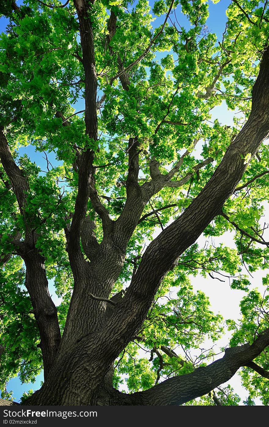 Big green tree