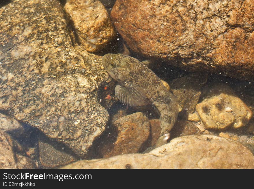 Photo of fish hiding under stones. Photo of fish hiding under stones