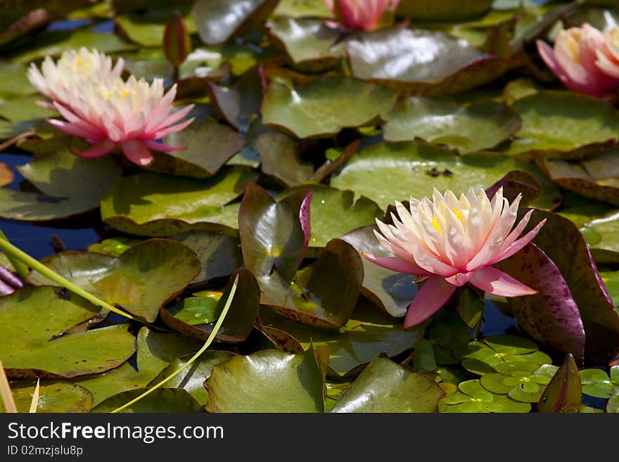 Pink Flowering Water Lily Pad in Pond. Pink Flowering Water Lily Pad in Pond