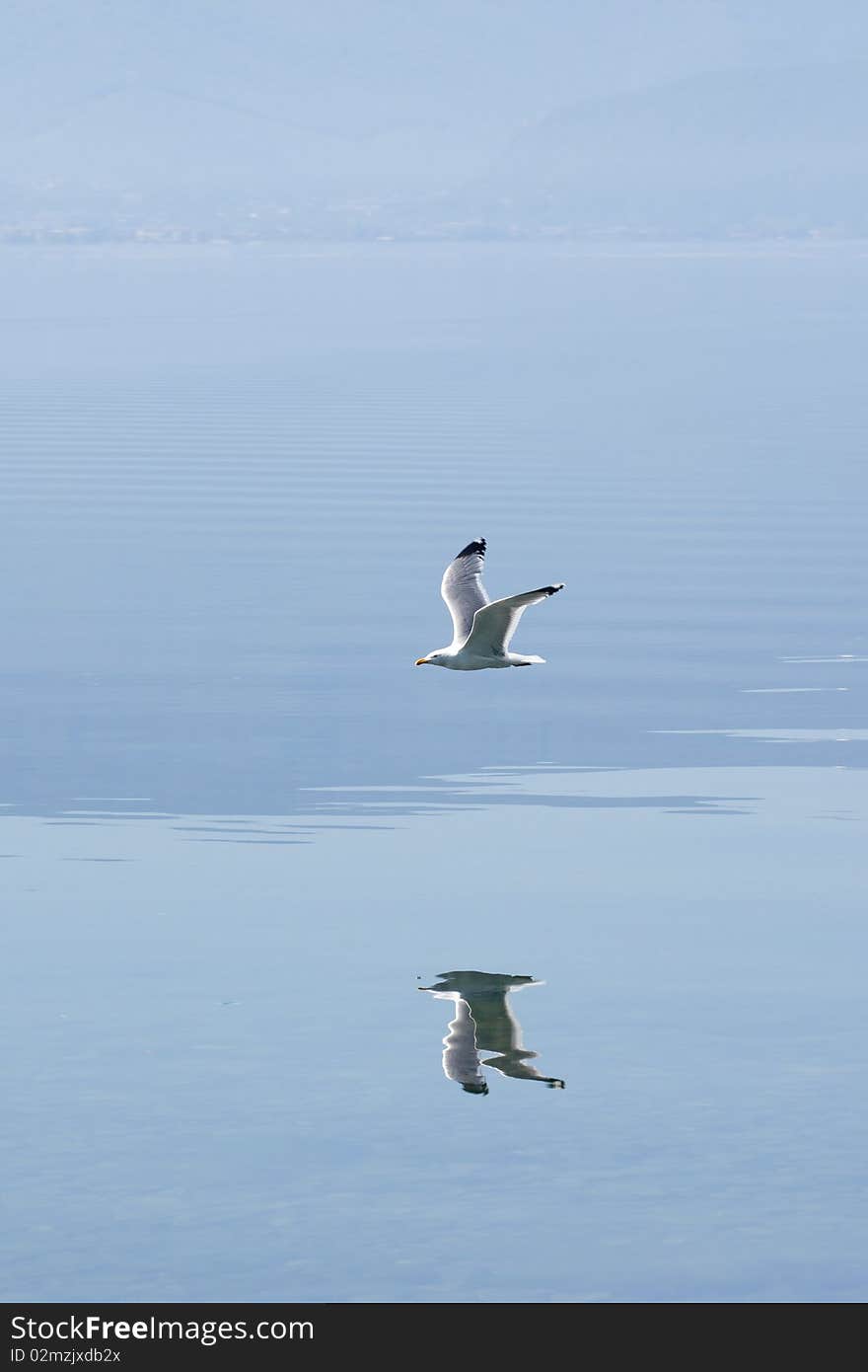 Photo of hunting seagull flying near water. Beautiful reflection is visible