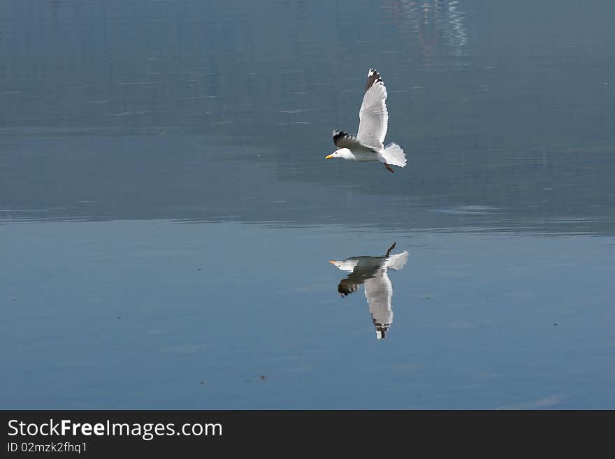 Photo of hunting seagull flying near water. Beautiful reflection is visible