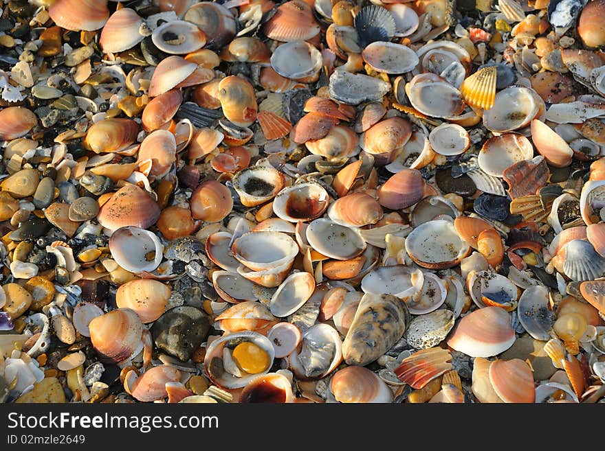 Sea Shells background, beach texture