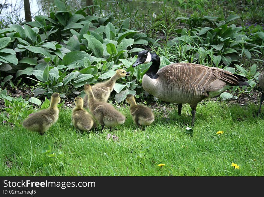 Geese Family