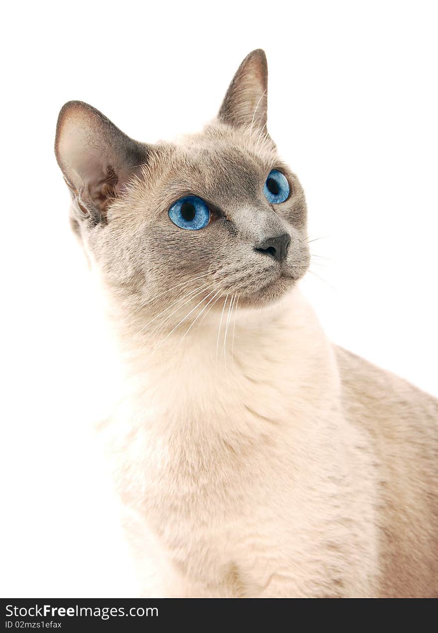 Siamese Cat