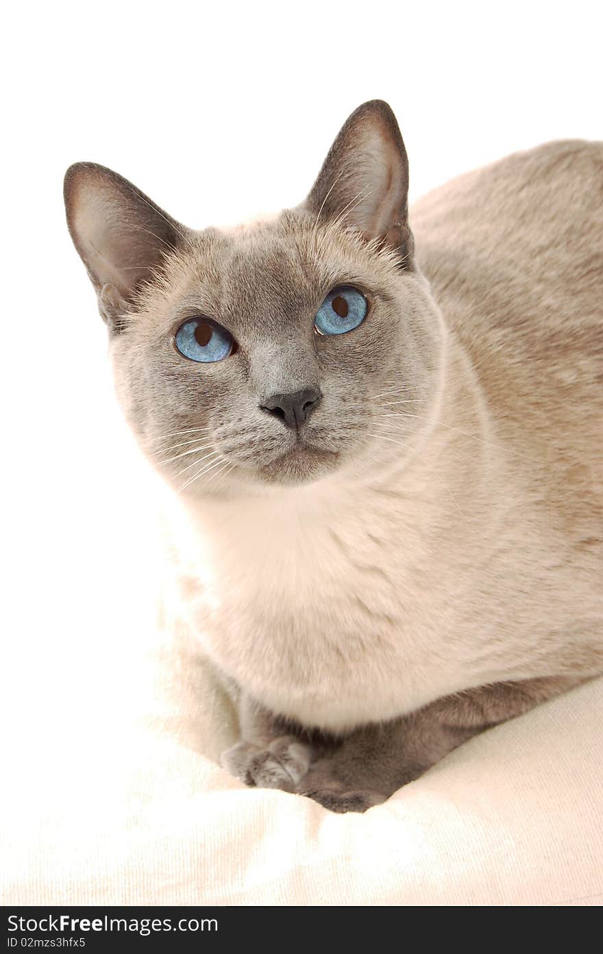 Siamese Cat