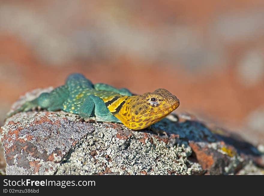 Male Collared Lizard at the Wichita Mountains Wildlife Refuge, Oklahoma