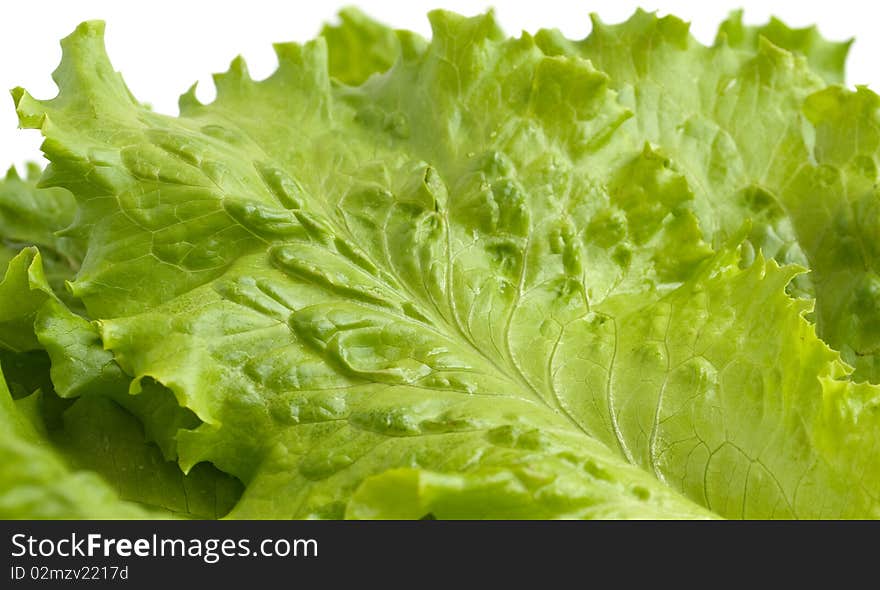 Salad leaves