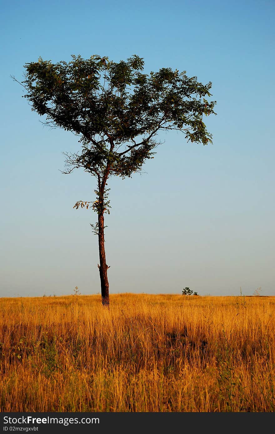 Lonely tree on a field in the evening