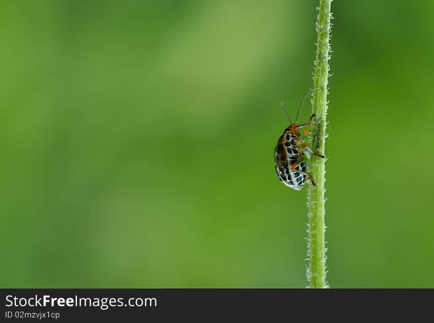 Beautifull ladybug climbing the plant