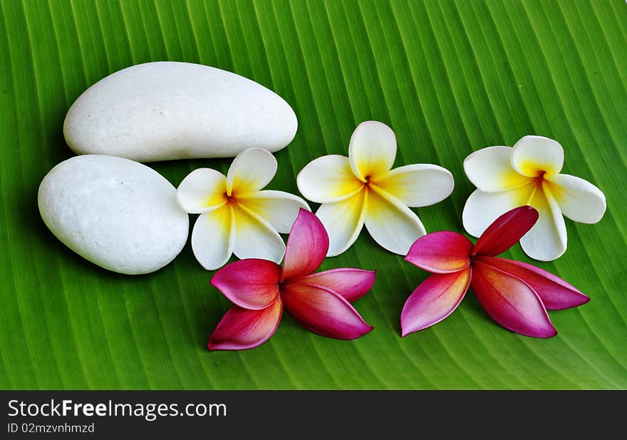 Various colour of Plumeria flowers on green leaf