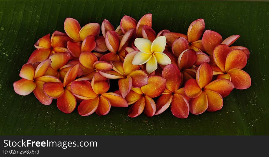 Plumeria flowers