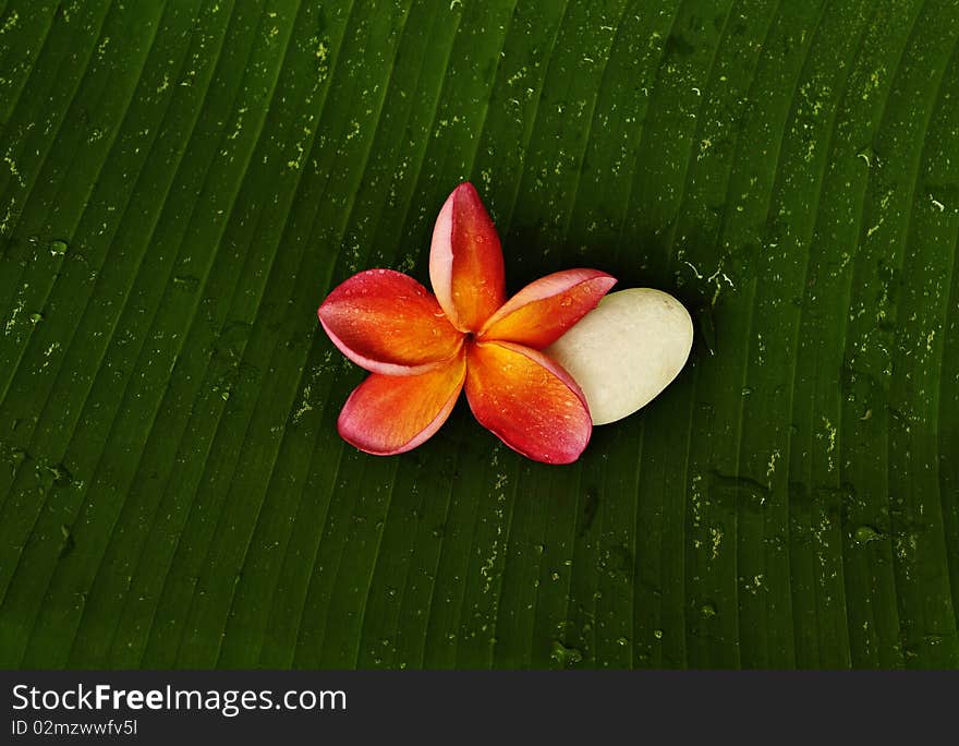 Red Plumeria and white stone on green leaf