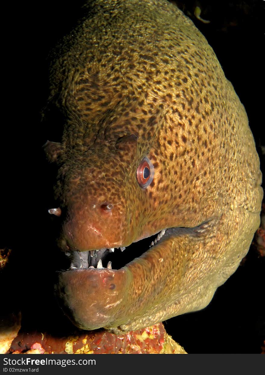 Giant Moray