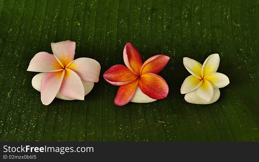 Various colour of Plumeria flowers with white stone on green leaf