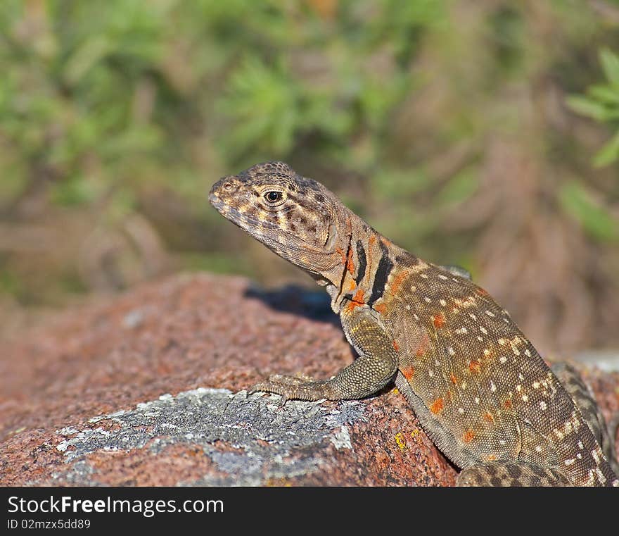 Female Collared Lizard at the Wichita Mountains Wildlife Refuge, Oklahoma. Female Collared Lizard at the Wichita Mountains Wildlife Refuge, Oklahoma