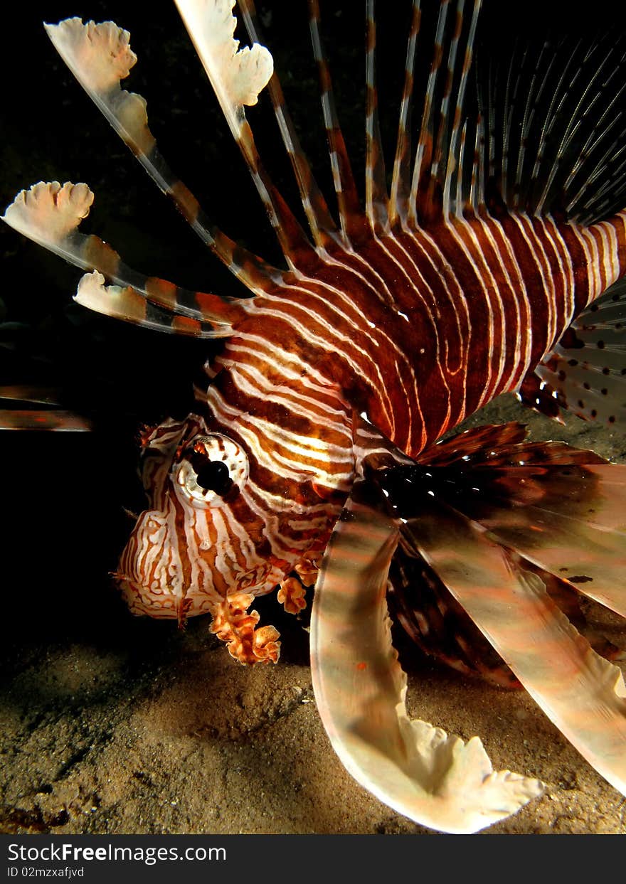 Lionfish