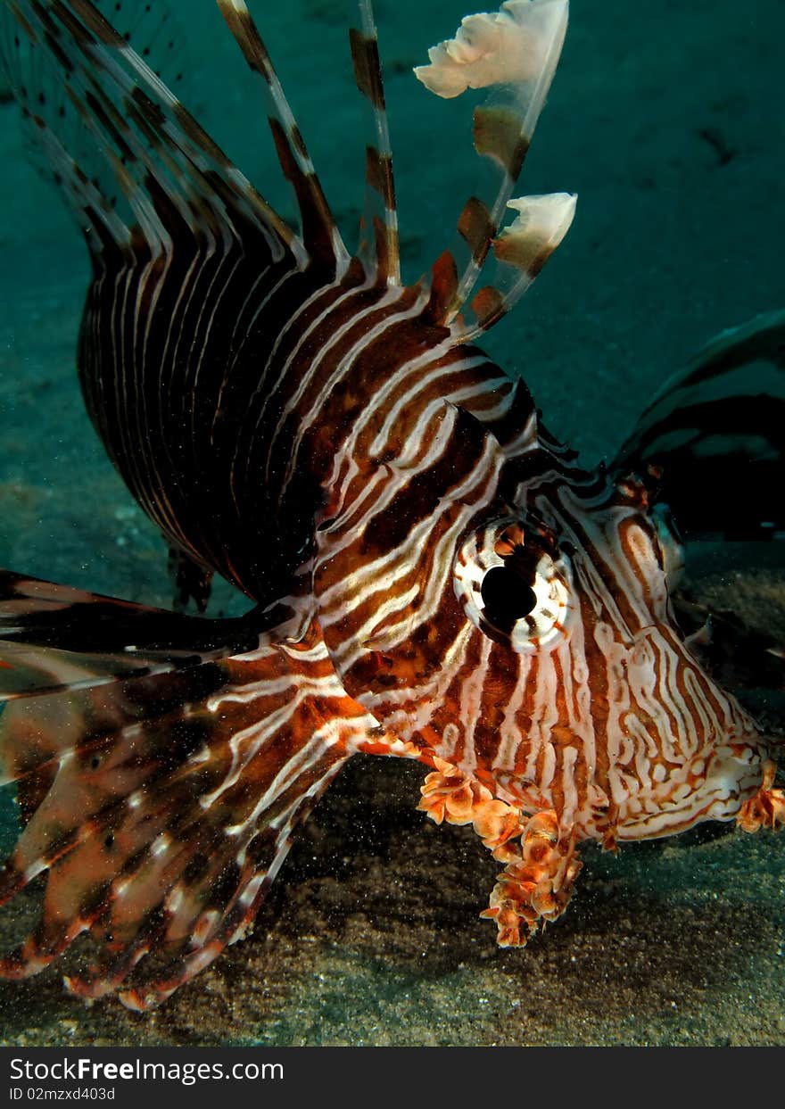 Lionfish