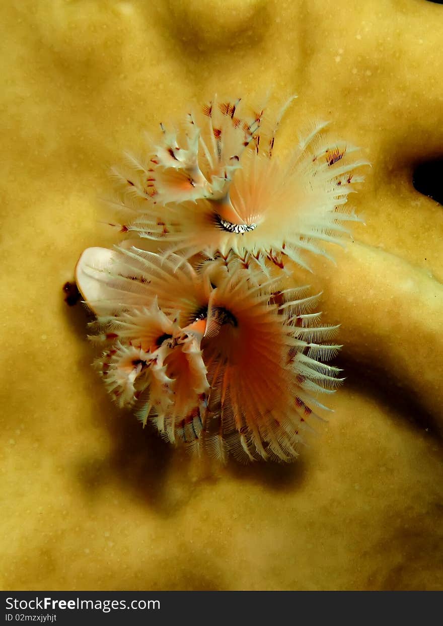 Christmas Tree Worm