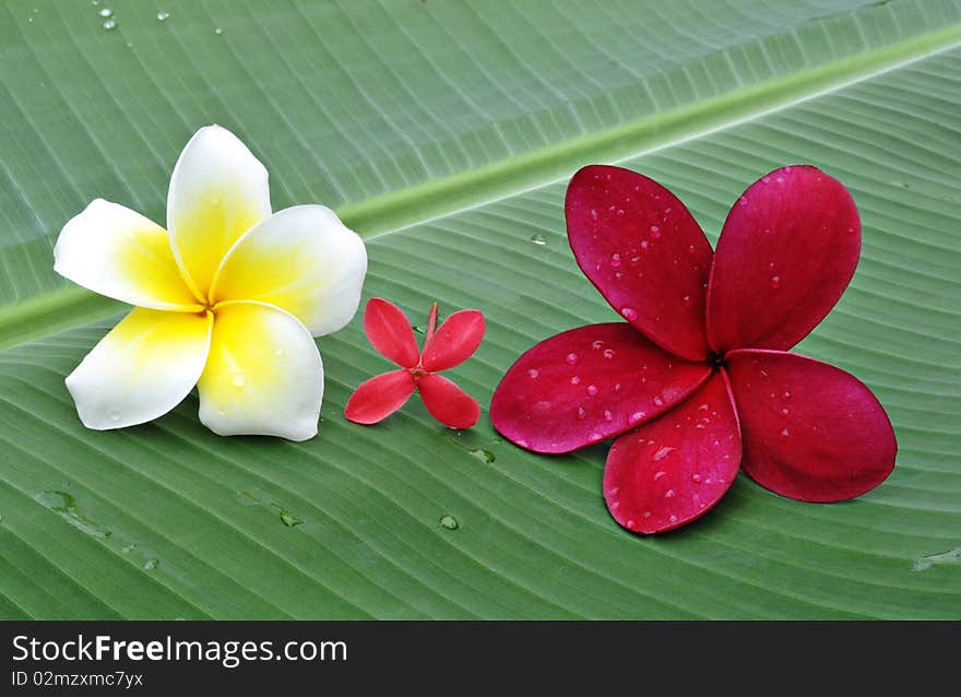 Red and white Plumeria flower on green leaf