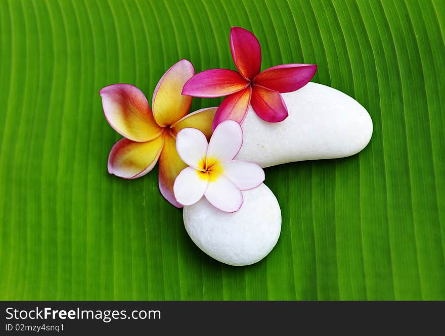 Various colour of Plumeria flowers with white stone on green leaf