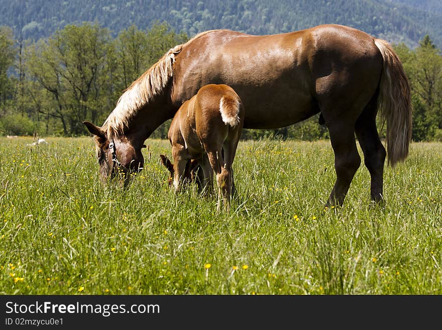 Father in pasture with his  foal. Father in pasture with his  foal