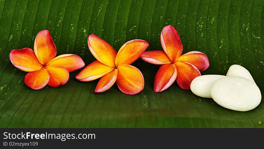 Orange Plumeria flowers on green leaf