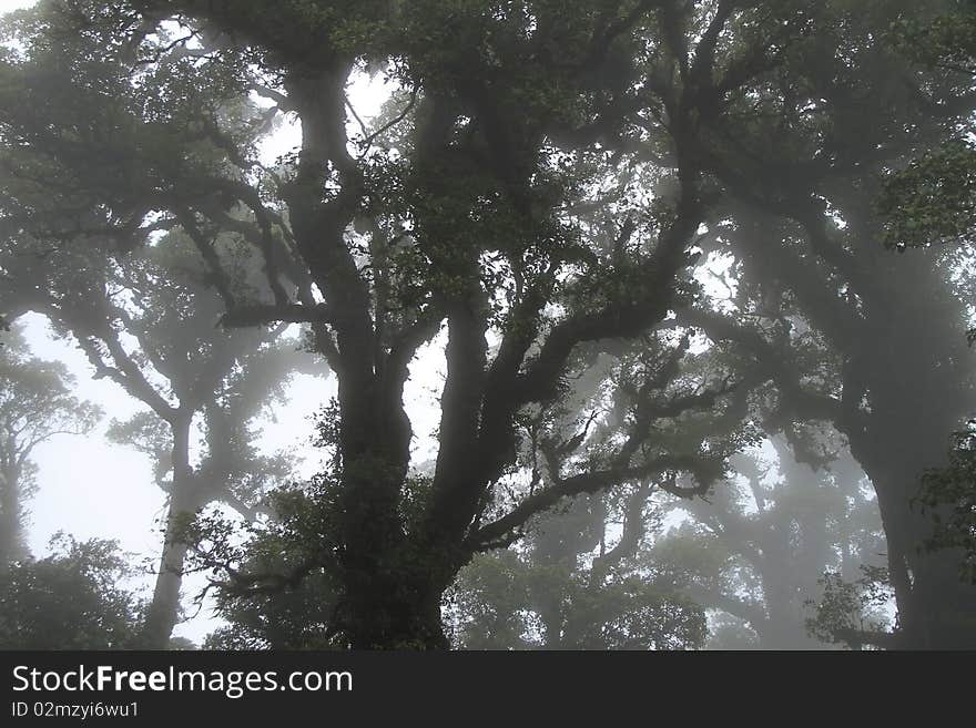 Amid the fog and cold forests.