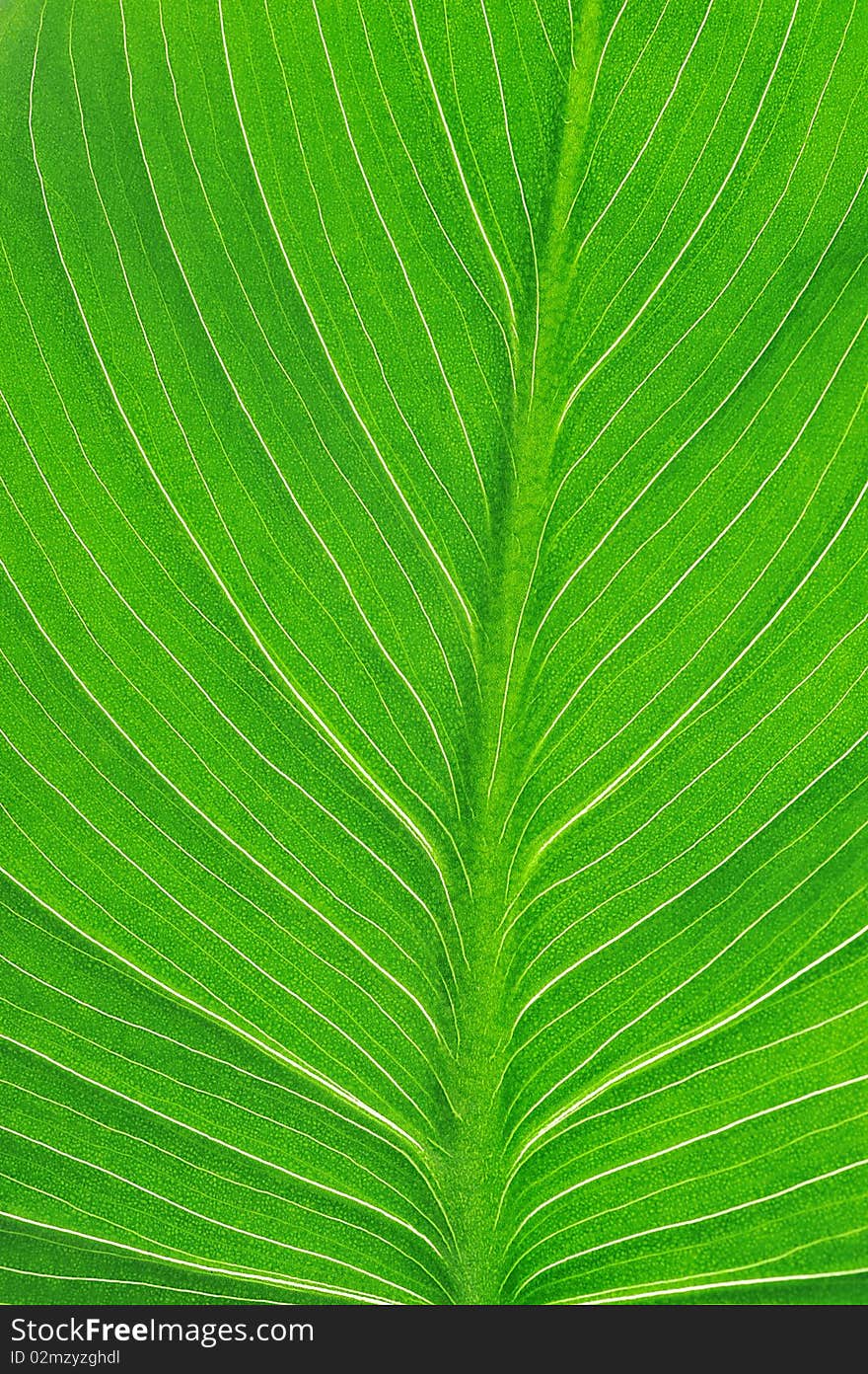 Bright Green Leaf