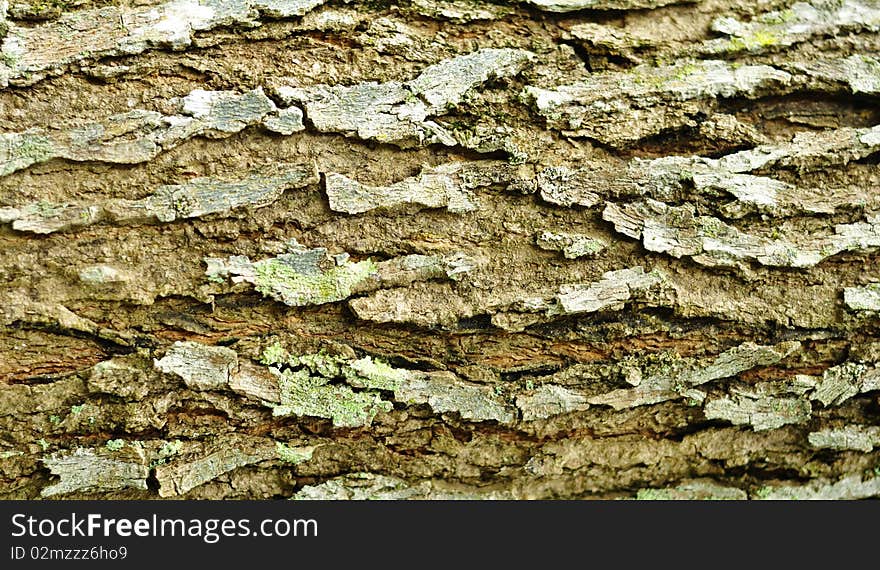 The detail of brown trunk texture. The detail of brown trunk texture