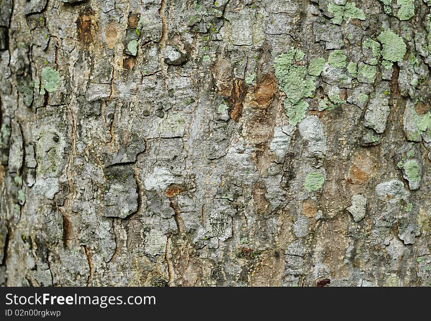 Texture of tree