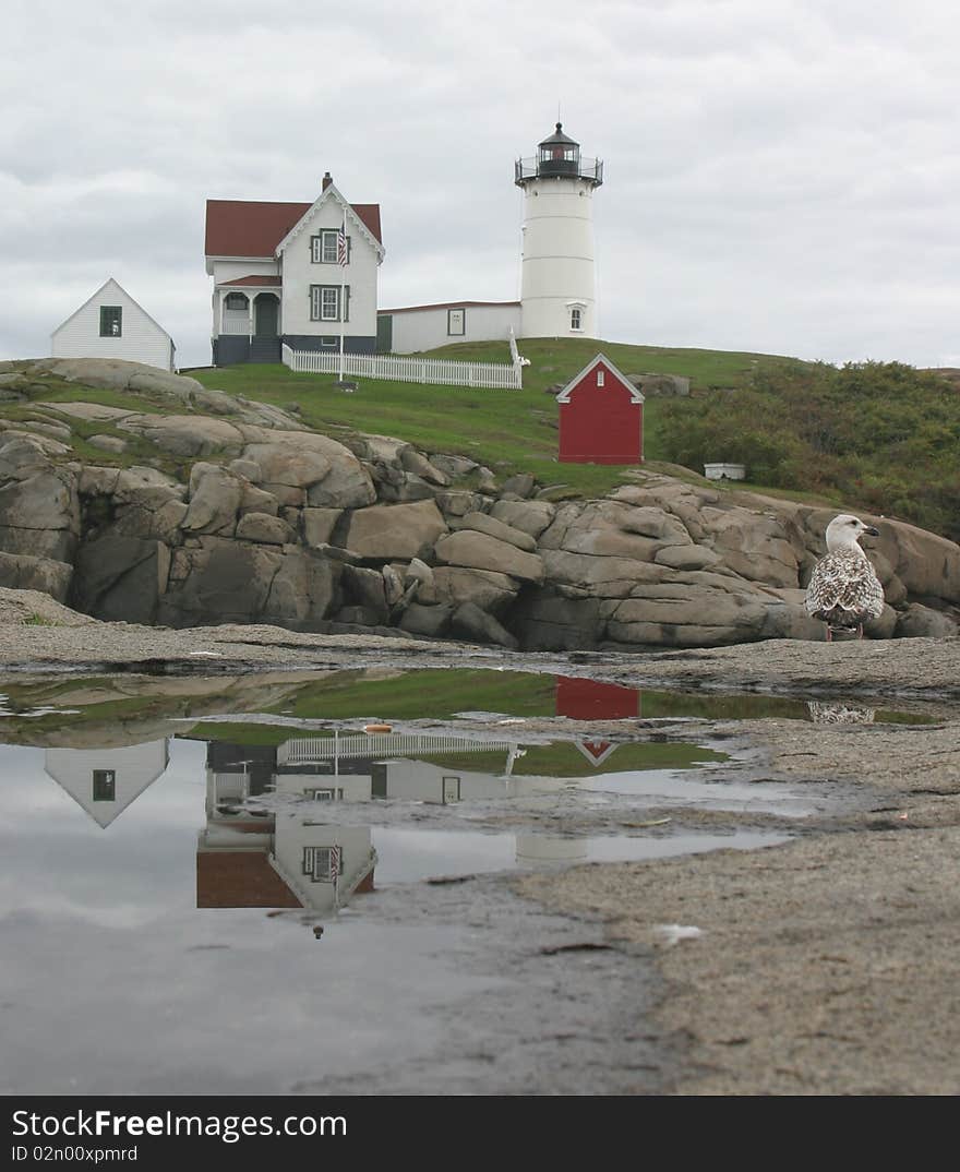 The historic Cape Neddick aka Nubble lighthouse in Maine is reflected in a puddle while a sea bird looks on. The historic Cape Neddick aka Nubble lighthouse in Maine is reflected in a puddle while a sea bird looks on