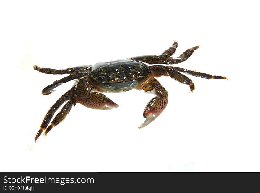 Striped shore crab isolated on white background