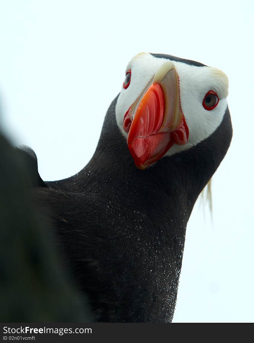 Portrait, Tufted puffin. Red beak