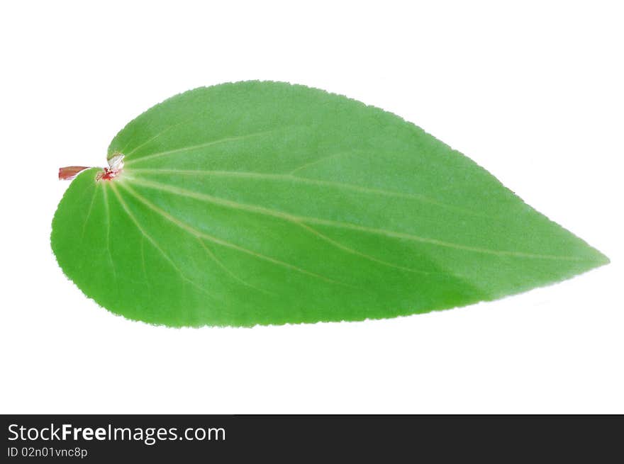 Begonia leaf on white background