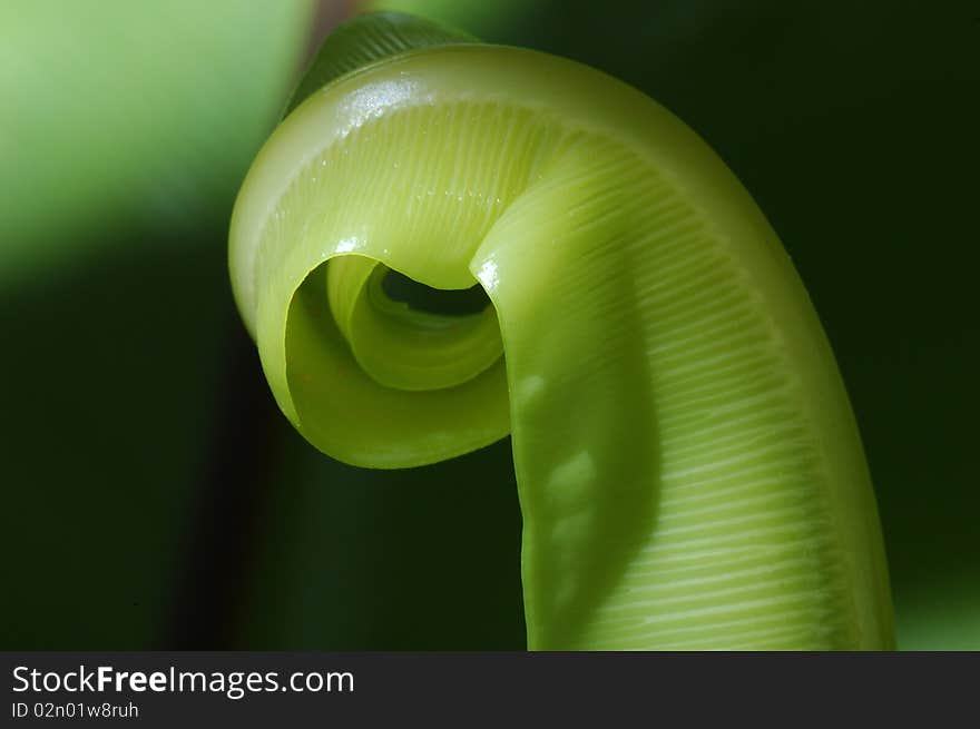 Bird s nest fern leaf