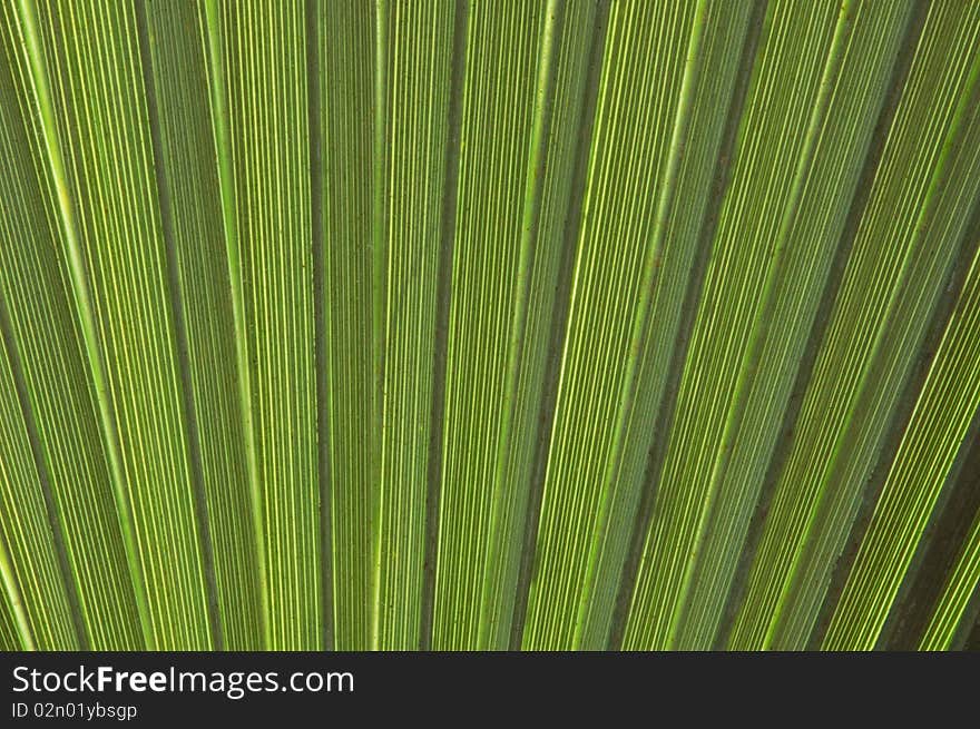 Closeup detail of underside of fan palm leaf. Closeup detail of underside of fan palm leaf