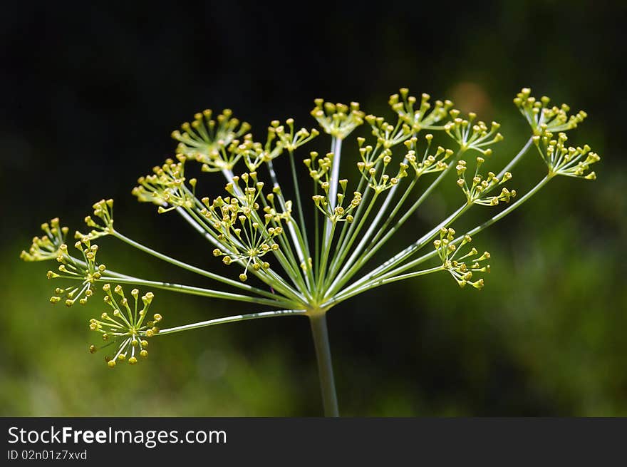 Dill Flower