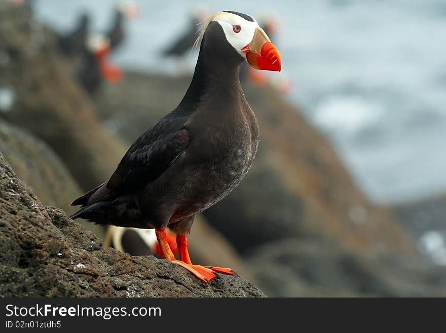 Portrait, Tufted puffin. Red beak