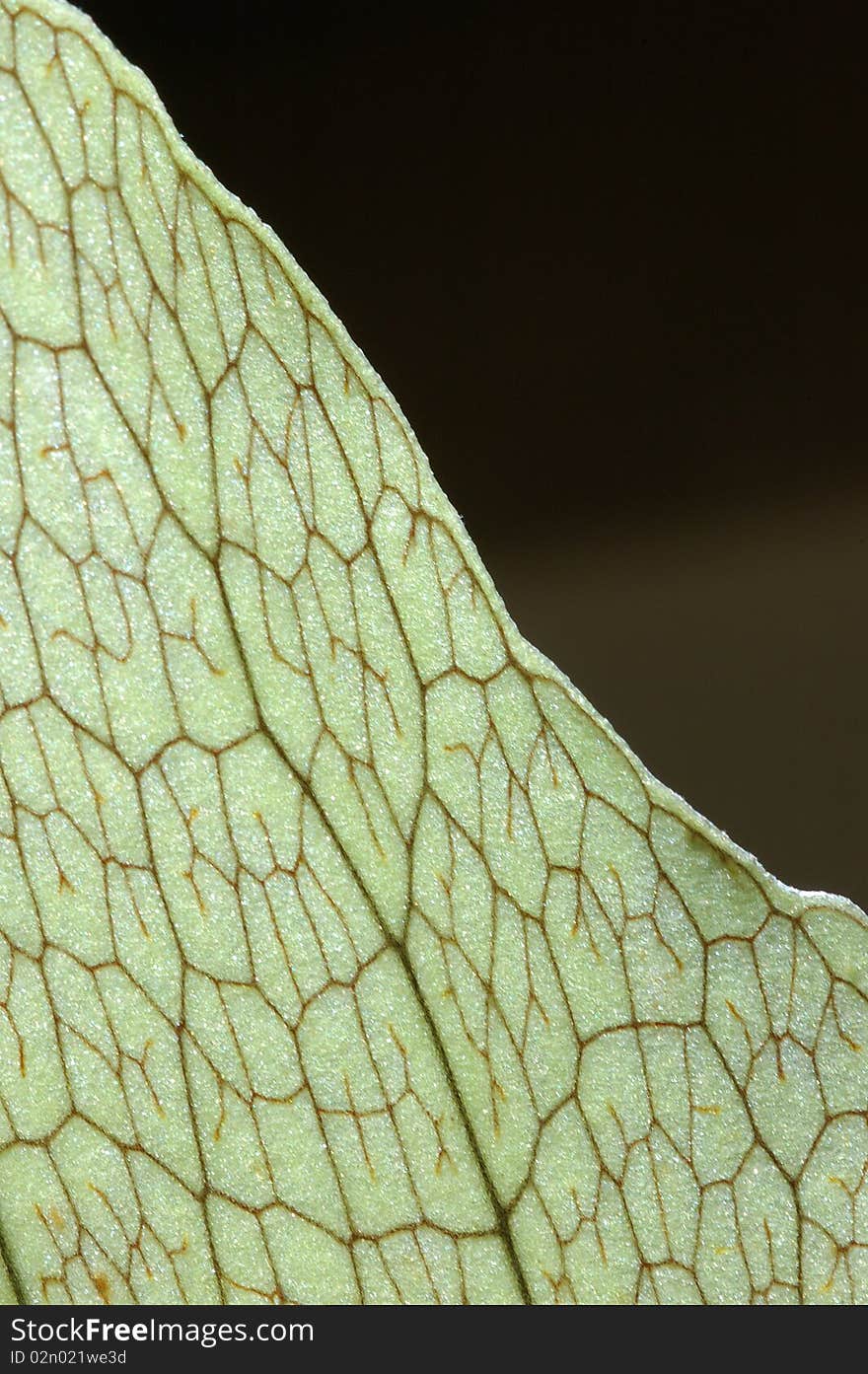 Closeup detail of staghorn fern leaf