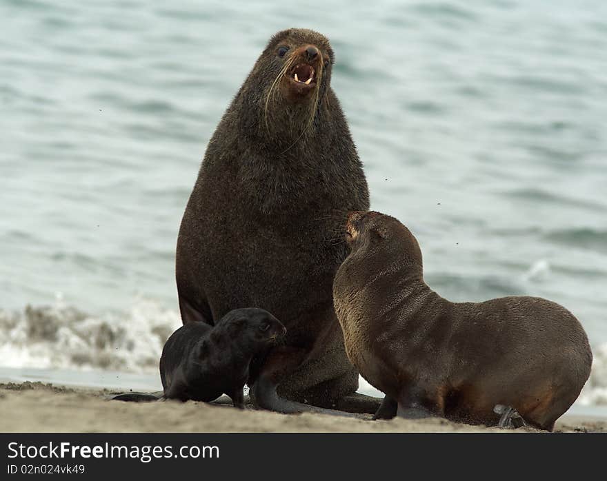 Amicable family of fur seals. Sea coast. Pacific ocean.