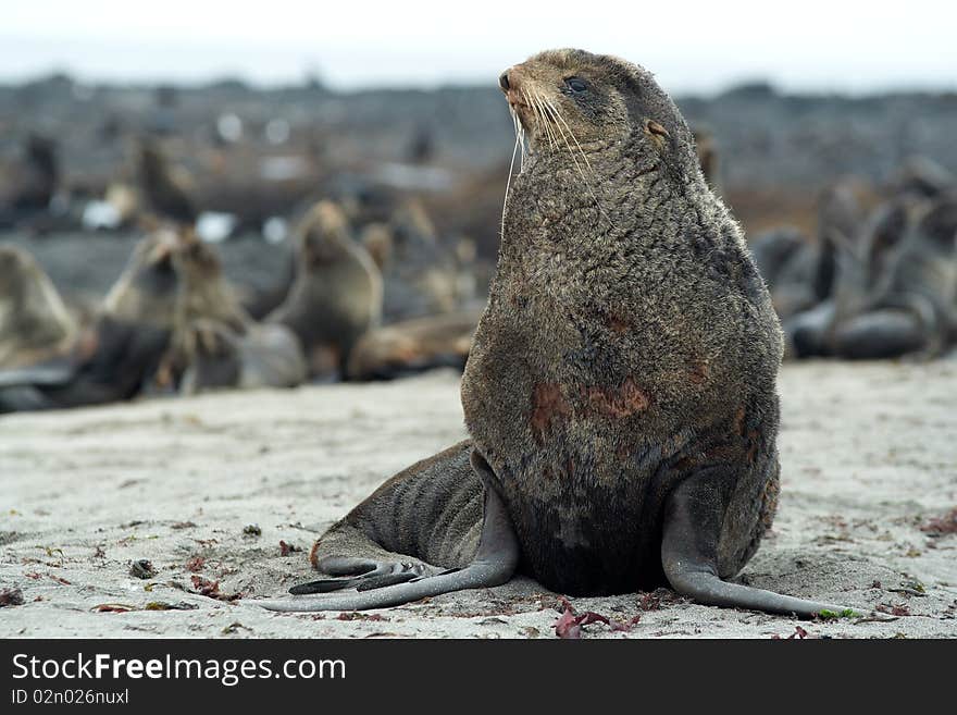 Northern fur-seals rookery Sea coast. Pacific ocean.