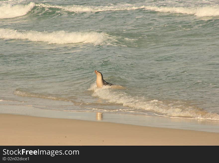 Picture of a seal on a beach