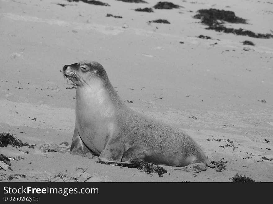 Black and white picture of a seal